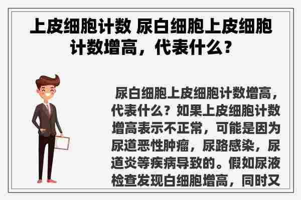 上皮细胞计数 尿白细胞上皮细胞计数增高，代表什么？